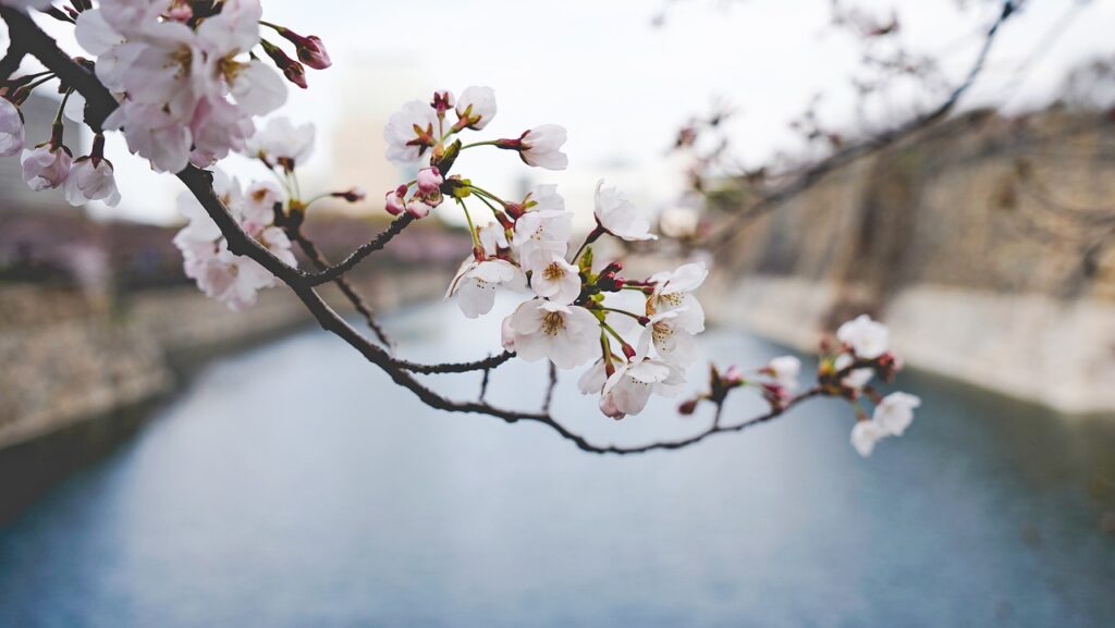 花見