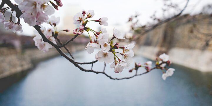 花見