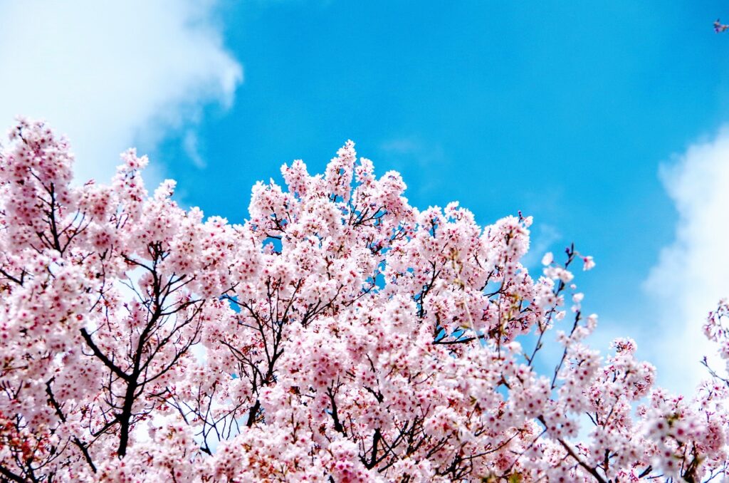 韓国　花見